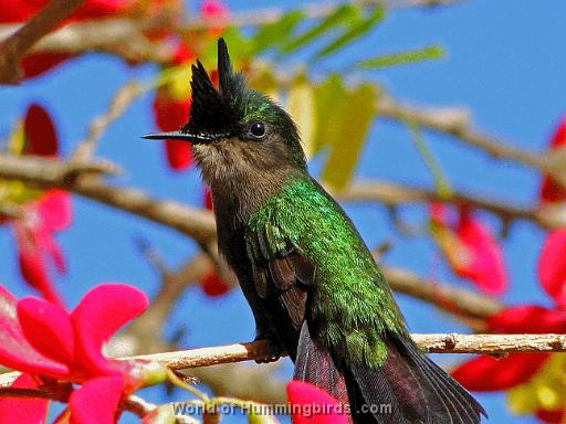 Hummingbird Garden Catalog: Antillean Crested Hummingbird